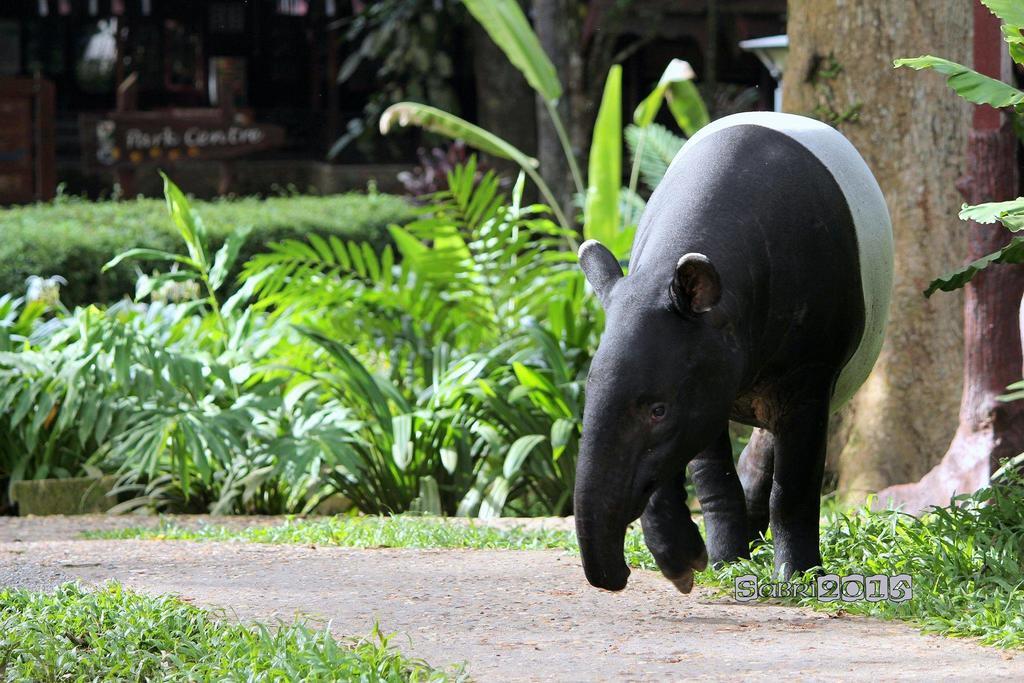 Hotel Mutiara Taman Negara Kuala Tahan Exteriér fotografie